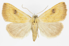 Rivula sericealis