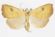 Rivula sericealis