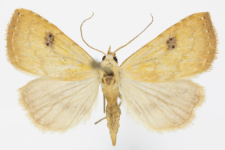 Rivula sericealis