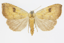 Rivula sericealis