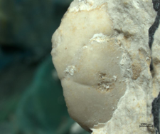 Tanidromitidae