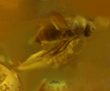 Dolichopodidae