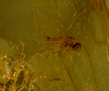 Diptera (Acalyptratae)