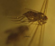 Phoridae