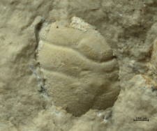 Goniodromites narinosus