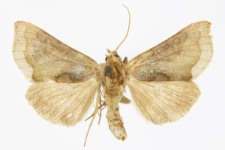 Diachrysia chrysitis