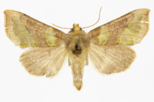 Diachrysia chrysitis