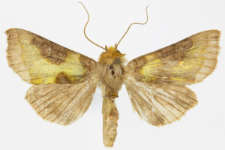 Diachrysia chrysitis