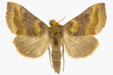 Diachrysia chrysitis