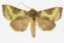 Diachrysia chrysitis