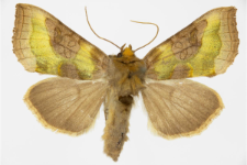 Diachrysia chrysitis