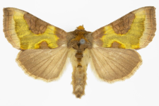 Diachrysia chrysitis