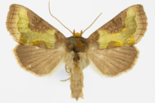 Diachrysia chrysitis