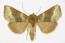 Diachrysia chrysitis