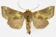 Diachrysia stenochrysis