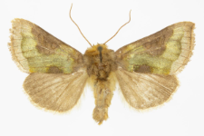 Diachrysia stenochrysis