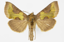 Diachrysia stenochrysis
