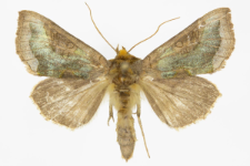 Diachrysia stenochrysis