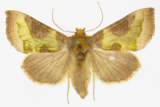 Diachrysia stenochrysis