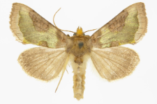 Diachrysia stenochrysis