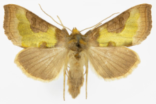 Diachrysia stenochrysis