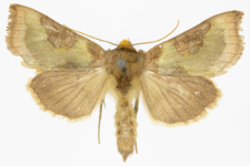 Diachrysia stenochrysis
