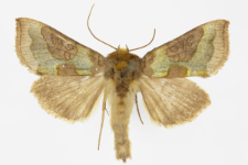 Diachrysia stenochrysis