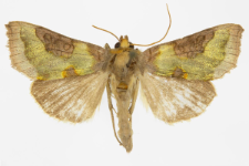 Diachrysia stenochrysis