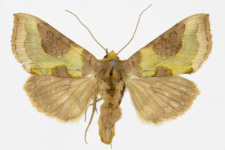 Diachrysia stenochrysis