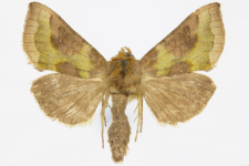 Diachrysia stenochrysis