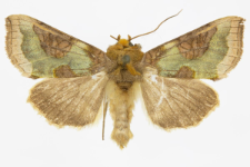 Diachrysia stenochrysis