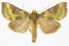 Diachrysia stenochrysis