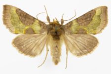 Diachrysia stenochrysis