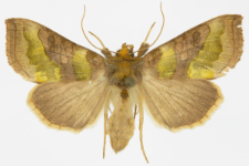 Diachrysia stenochrysis