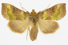 Diachrysia stenochrysis
