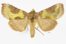 Diachrysia stenochrysis