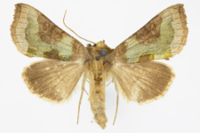 Diachrysia stenochrysis