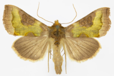 Diachrysia stenochrysis