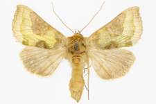 Diachrysia stenochrysis