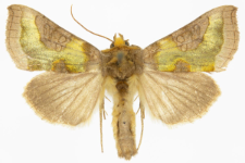 Diachrysia stenochrysis