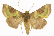Diachrysia stenochrysis