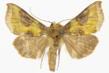 Diachrysia stenochrysis