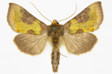 Diachrysia stenochrysis
