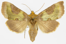 Diachrysia stenochrysis