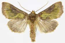 Diachrysia stenochrysis