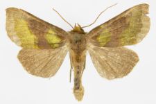 Diachrysia stenochrysis