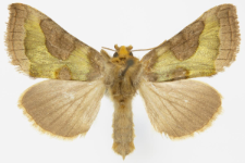 Diachrysia stenochrysis
