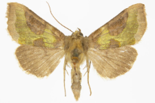 Diachrysia stenochrysis