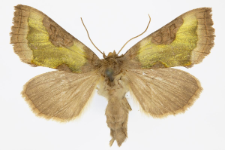 Diachrysia stenochrysis