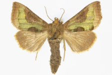 Diachrysia stenochrysis